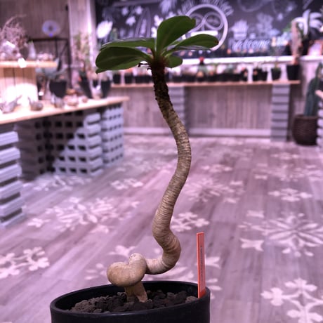 euphorbia     ramena《 M size》
