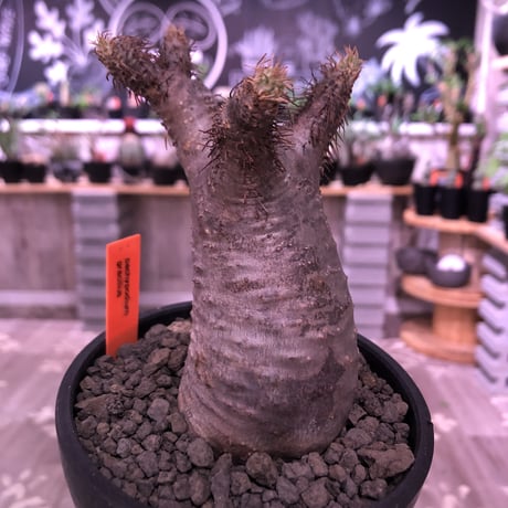 packypodium  gracilius《S  size》※現地球発根済株‼︎※小振りでもbalance良きかわいい樹形‼︎※mad black bowl pot植え