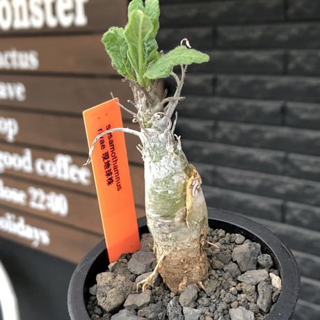 sesamothamnus rivae《小さめM size》※現地球株発根済※小振り現地球株は逆に珍しくその中でも株元太めの味深さも強く表皮のメクれが堪らない※mad black pot植え