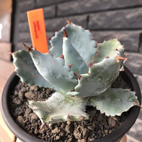 agave  isthmensis《M size》※現地球発根後店主国内管理2年株※weight低く締まり纏まり良き良バランス※mad black pot植え