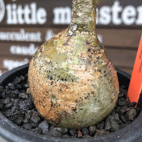 pachypodium  gracilius《小さめM size》希少green肌＆ニ頭枝ぼってり樹形※現地球発根済株※店主国内管理2年株※かわいい樹形＆激しい現焼け肌※mad black pot植え