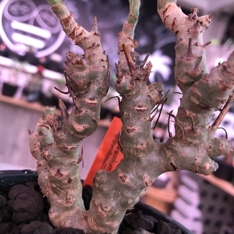 pelargonium   crithmifolium《S size》※塊根部分から芽吹き年々樹形がボコボコと変化していく楽しみな冬型‼︎ ※mad black pot植え