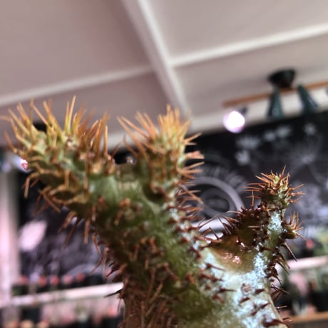 pachypodium  gracilius《小さめM size》※現地球発根済株※店主国内管理3年株※希少green &赤肌のアシンメトリーカラーなwild株‼︎※mad black pot植え