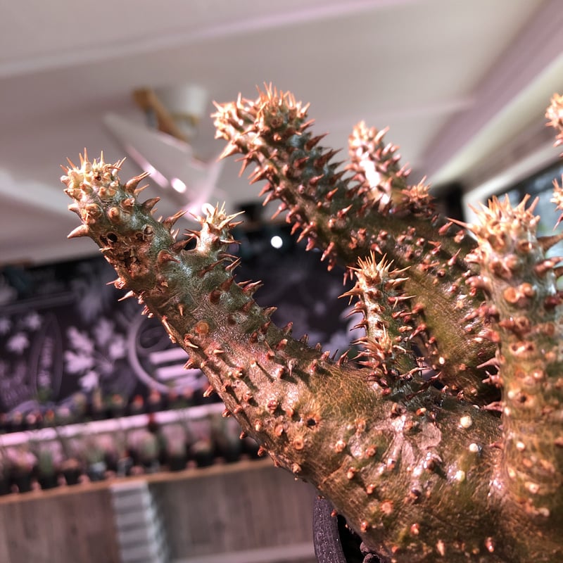 packypodium makayense《M size》希少三分頭株‼︎※現地球発根済