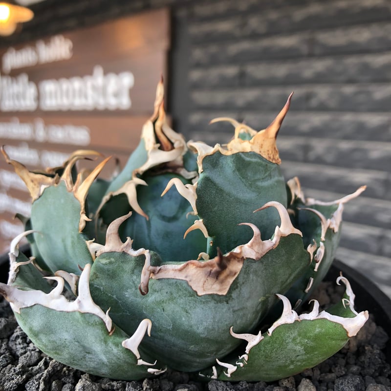 agave titanota 白鯨強棘陽炎bowl type《L size》※現地球株発根済