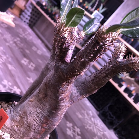 packypodium   enigmaticum《L size》※単頭株  発根済み株