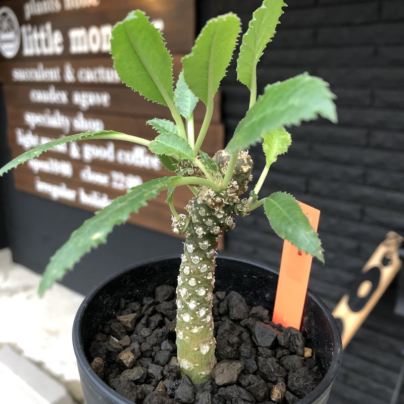 dorstenia lavrani《M size》希少‼︎綺麗過ぎるgreen‼︎ | p