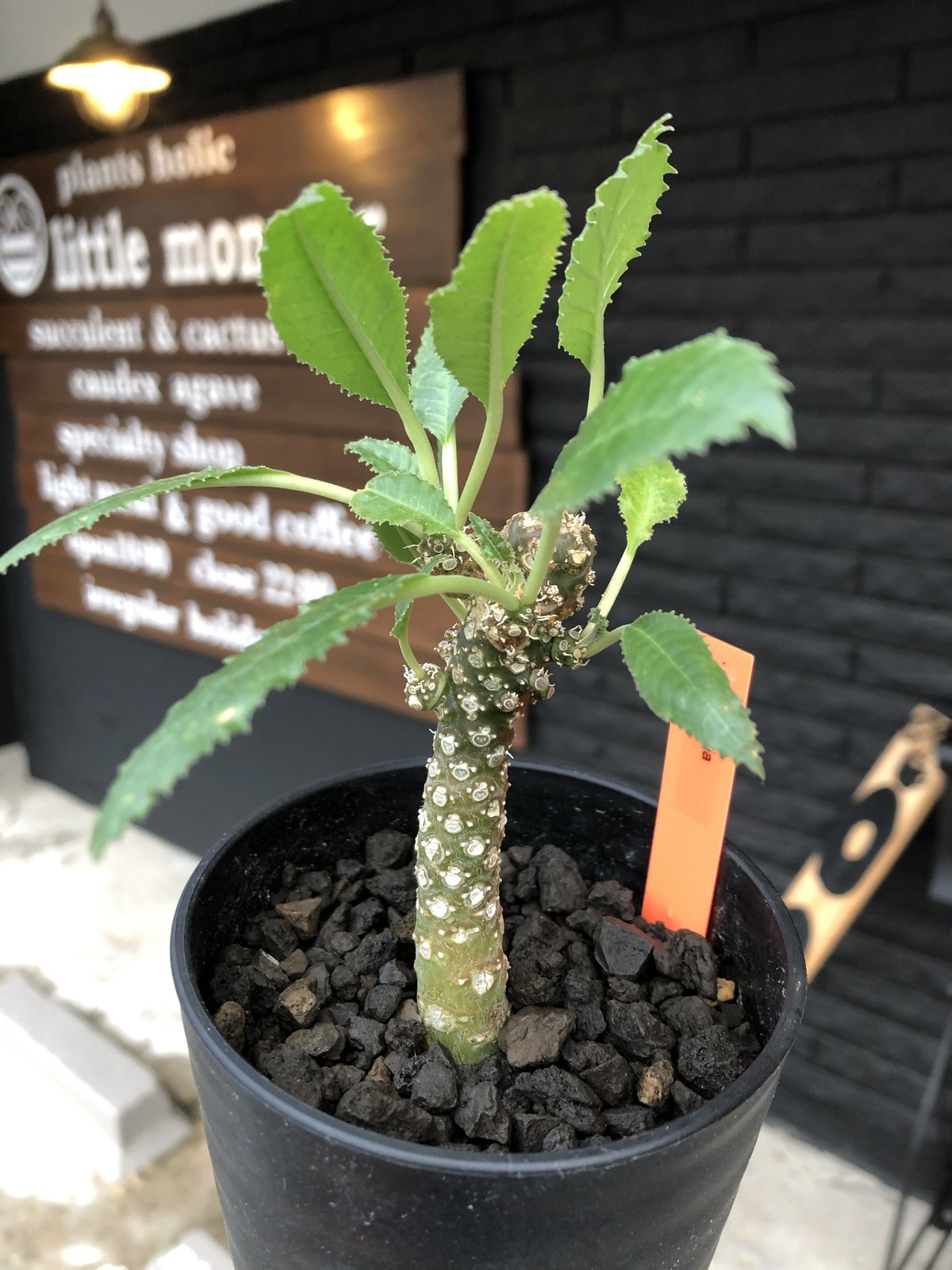 激レア/超大型株/塊根植物】ドルステニア ラブラニー 超大型株