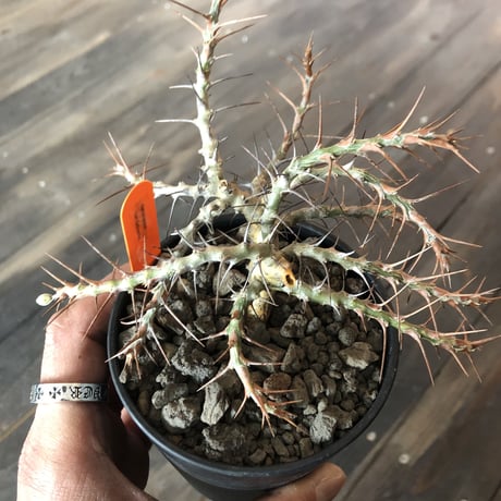 sarcocaulon  camdeboense《M  size》