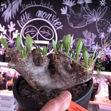 packypodium brevicalyx《M size》※発根済み株  店主オススメ株‼︎   mad  black  pot植え