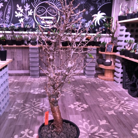 commiphora   simplicifolia《 M  size》発根済み株※silver枝棘がヤバいシンプリキフォリア‼︎※オススメ株‼︎※mad black pot植え※限定2株‼︎