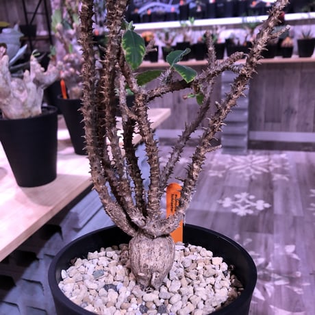 euphorbia    hofstaetteri《L size》希少‼︎