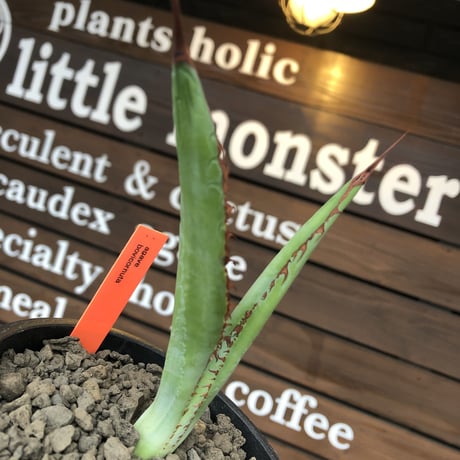 agave  bovicornuta《大きめS size》※発根済株※長短のある赤棘が交互に生える希少性高きボビコルヌータ※mad black pot植え