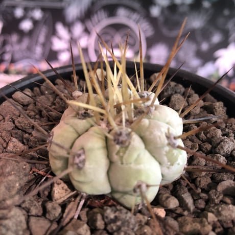 copiapoa   cinerea  長刺白棘黒王丸《小さめM size》激希少‼︎※現地球株カキ仔自根株‼︎※mad black bowl pot植え