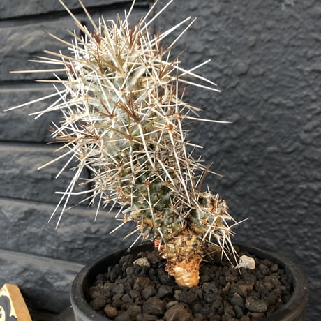 didierea  madagascariensis《M size》Ｗ-he'd株（二分頭）※激希少株※シルバーの棘に覆われたイカした奴　※mad  black  pot植え