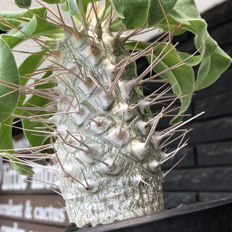 pachypodium namaquanum 光堂《大きめL size》littmon seed🌱※中々見かけないはずのサイズ感と美しい極白肌が堪らない一株※mad black pot植え