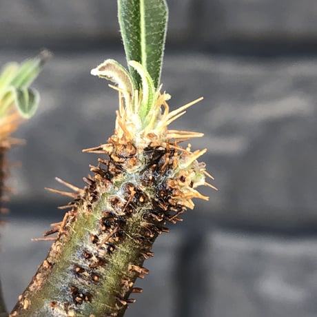 pachypodium  gracilius《S size》希少二頭枝&green肌※現地球発根後店主国内管理2年株※ツル肌の上、堪らなく愛くるしい一株※mad black pot植え