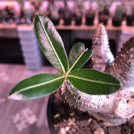 packypodium  cactipes《 M size》※現地球発根済株※とても丈は短く枝太で、枝折れ傷跡&横筋ボコボコ強にがwildカクチ‼︎※mad black pot植え