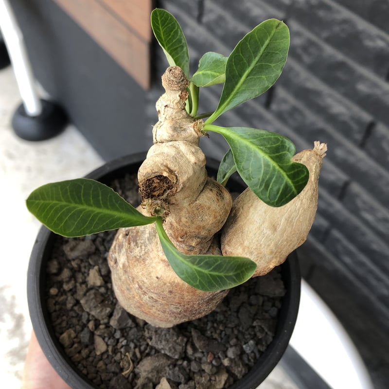 euphorbia subapoda《LL size》※現地球株発根済※中々見かけないほどbi