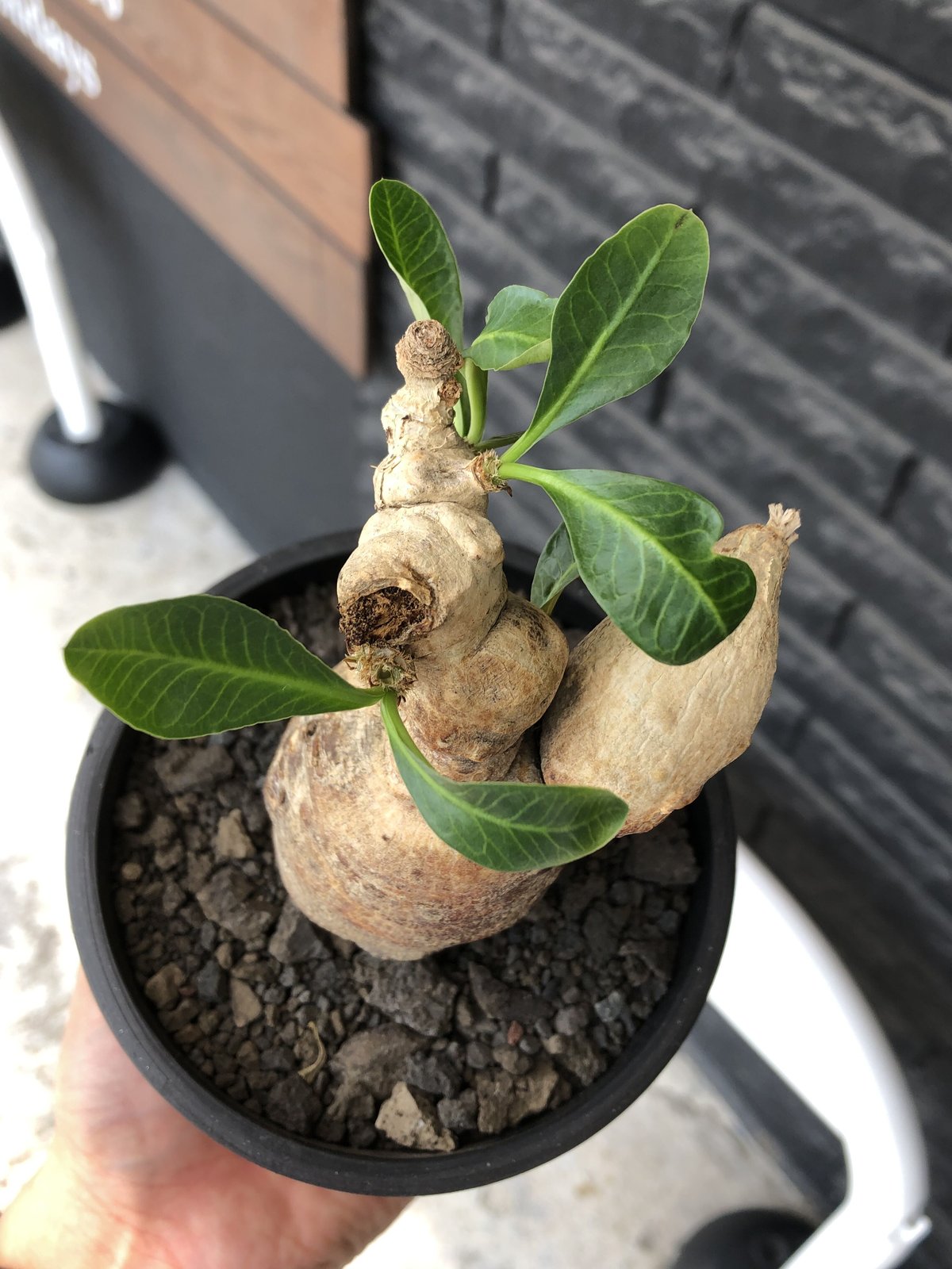 euphorbia subapoda《LL size》※現地球株発根済※中々見かけないほどbi