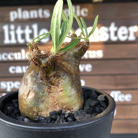 pachypodium  gracilius《小さめM size》激ぼってり樹形※現地球発根済株※店主国内管理2年株※極短枝低重心株の上、激ぼってり樹形が堪らない‼︎※mad black pot植え