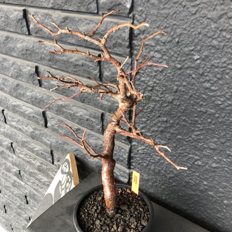 commiphora   monstrosa《 小さめM  size》※現地球発根済み株！落葉後剪定済み‼︎※小振り丈の枝振りbalance良きサイズ感なモンスト‼︎※mad black pot植え