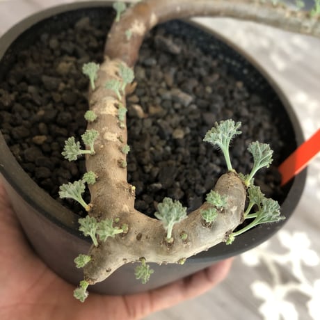 sarcocaulon   multifidum《L size》※ピンクの花も葉も可愛い人気者  ※mad  black  pot植え