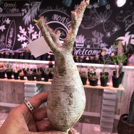 packypodium    gracilius《M size》輸入まもないまん丸新鮮株🌵vo③ 限定9株