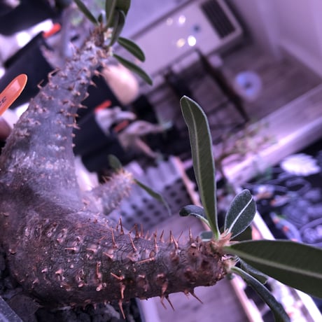 packypodium    cactipes《M size》発根済み株‼︎ 男前 blackカクチ‼︎