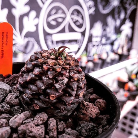 euphorbia    bupleurifolia《鉄甲丸》M  size  ※mad  black  bowl  pot植え