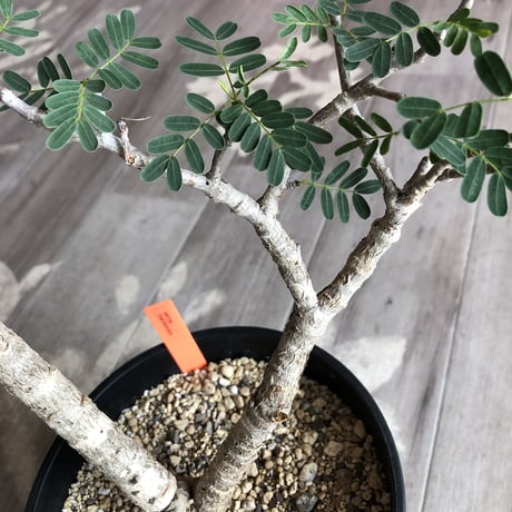 senna  meridionalis《  L L  size》極上のbigセンナ