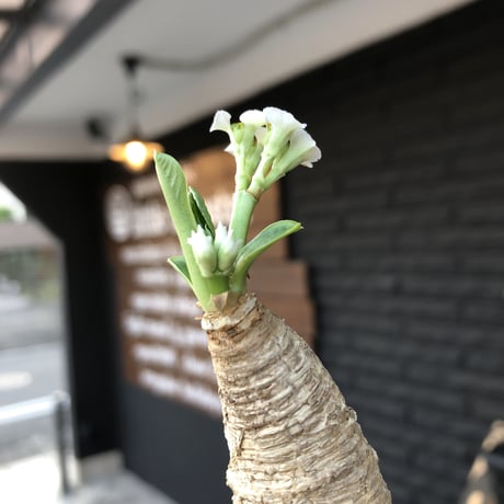 euphorbia    primulifolia  《花色  basic  white》