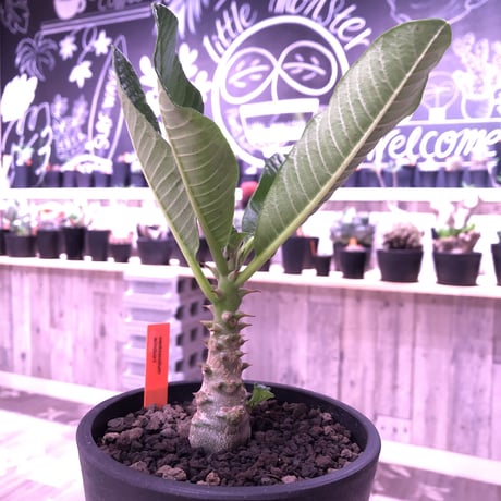 packypodium  windsorii《S size》現地実生２年株  発根済み株