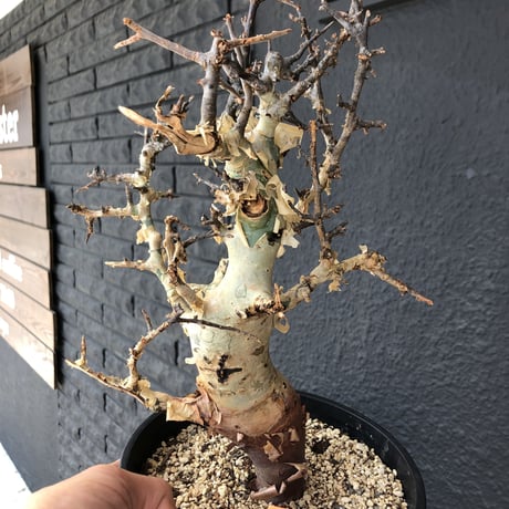 commiphora    africana《L size》インスタグラム掲載株‼︎発根済み