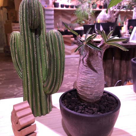 packypodium  gracilius《大きめS size》※現地球発根済み株‼︎  （限定1株）※全面A面なかわいいbalance良きグラキ※mad black bowl pot植え