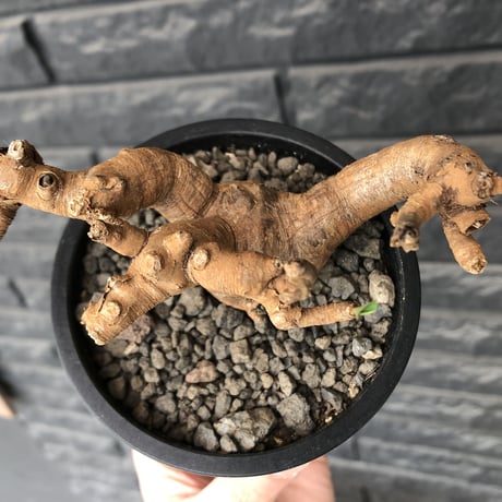 euphorbia  itremensis 《L size》※現地球発根済株※店主国内管理3年株※weight低くロボットみたく枝を伸ばし身体中ボコボコ芽吹き装も変形※mad black pot植え