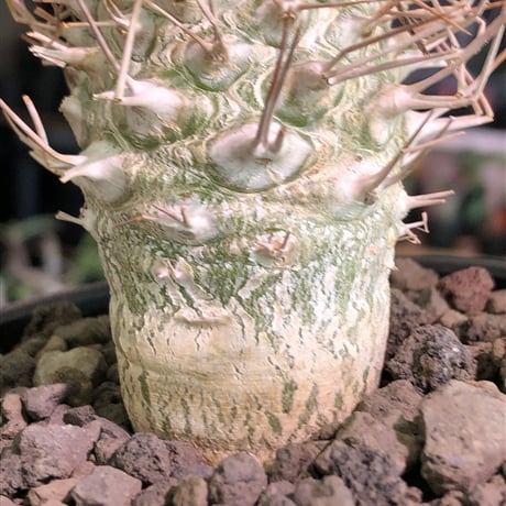 packypodium  namaquanum 光堂《L size》littmon seed🌱※激希少大きめ光堂‼︎時間かけしっかり育てた渾身の一株‼︎※mad  black bowl pot植え