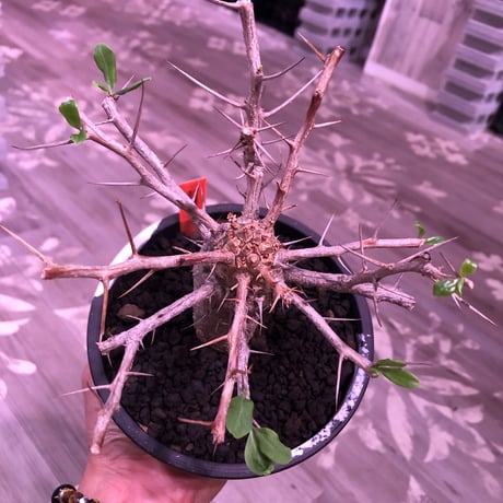 fouquieria    columnaris 観峰玉 《L size》mad  black  marble   bowl  pot  植え　※店主管理6年株