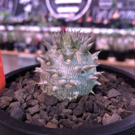 packypodium densicaule恵比寿大黒　littmon  seed🌱《大きめS size》※超球体&肌質が堪らないかわいさ100%‼︎※mad black pot植え