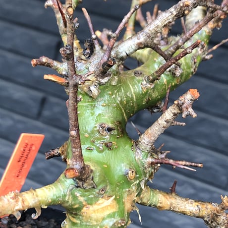 commiphora  myrrha《大きめM size》※現地球発根後店主国内管理8年株（店主私物株）※良き佇まいな激希少種※mad black bowl pot植え
