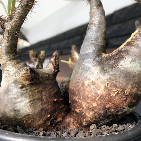 pachypodium gracilius《L size》現地焼け肌&3-he'd株※現地球発根後店主国内管理5年株※wild現地焼け肌の上アシンメトリーな良樹形※mad black pot植え