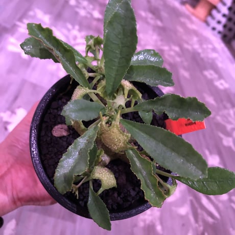 dorstenia   lavrani《M size》希少‼︎ 五本の良き枝振りbalance株 ※mad  black  pot植え