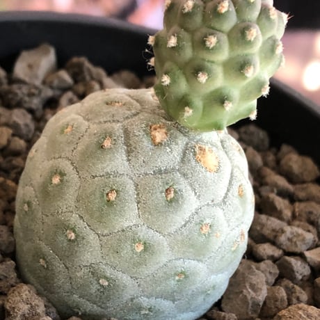 tephrocactus geometricus 《M size》※現地球株カキ仔発根済※②丸々とかわいく綺麗な玉型維持のカキ仔※black bowl pot植え