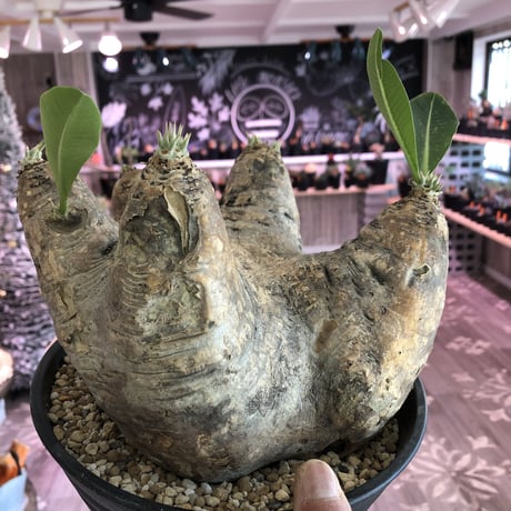 packypodium    roslatum var. eburneum（L size）