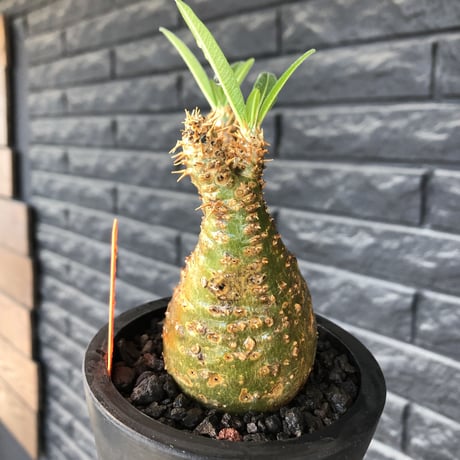 pachypodium gracilius《小さめ M size》希少green肌&二頭枝株※現地球発根後店主国内管理2年株※極グリーン肌のぼってり手乗りグラキ※mad black pot植え