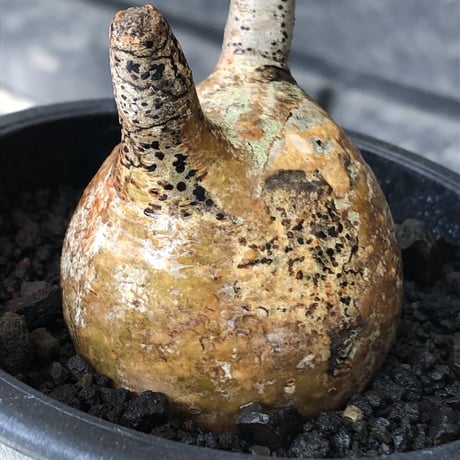 pachypodium gracilius《S size》希少‼︎yellow肌＆球体株※現地球発根後店主国内管理2年株※360度まん丸球体樹形の堪らなくかわいい一株※mad black pot植え