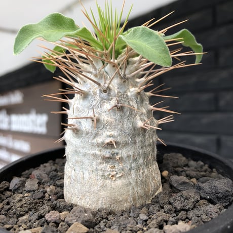 pachypodium  namaquanum 光堂《大きめM size》littmon seed🌱※ちょうど良き手乗りサイズ感の樹形バランスも良き一株‼︎※mad black bowl pot植え