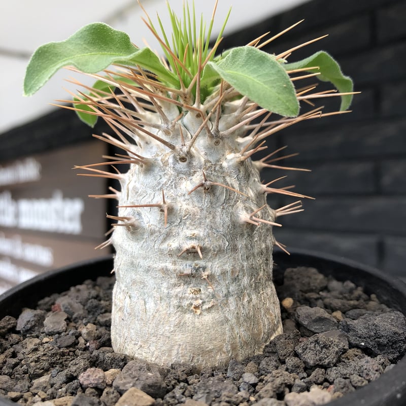 pachypodium namaquanum 光堂《大きめM size》littmon se