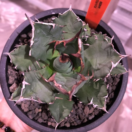 agave     titanota《M  size》Sよりのサイズ感で成熟株の装い   mad  black  pot植え