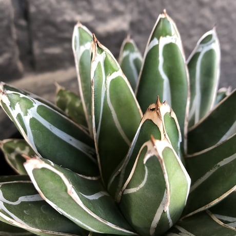 agave  笹の雪《L size》※現地球発根後店主国内管理3年株※big且つ締まり良きbalanceも美しい良樹形※blackプラ鉢植え